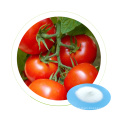 Dr Aid Hot Sale 99.4% kno3 Various Crops Dragon Fruit Tomato Plant Fertilizer Potassium Nitrate